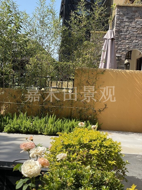 在設(shè)計別墅花園時如何養(yǎng)好菊花？