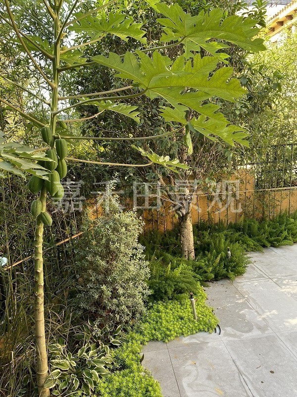 別墅花園中中合適栽培哪些植物？